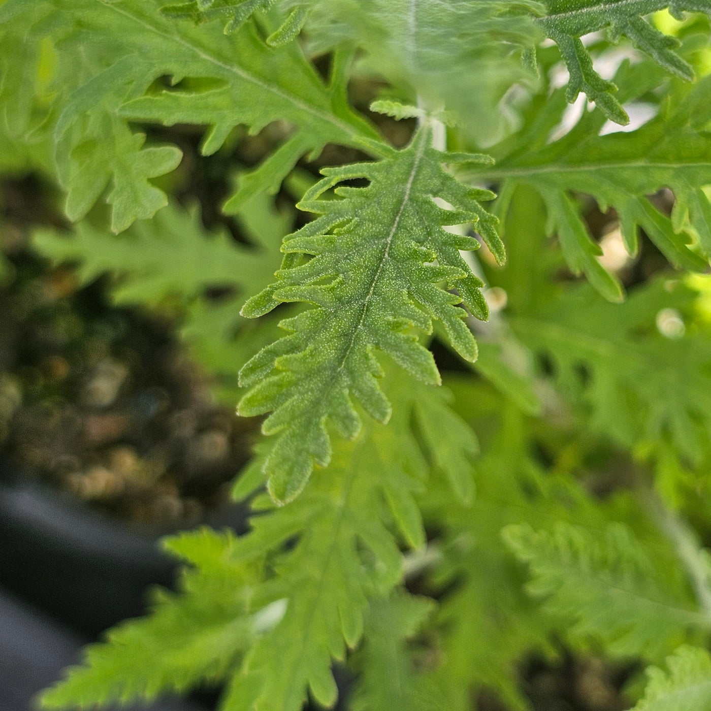 Perovskia atriplicifolia | Blue Spire