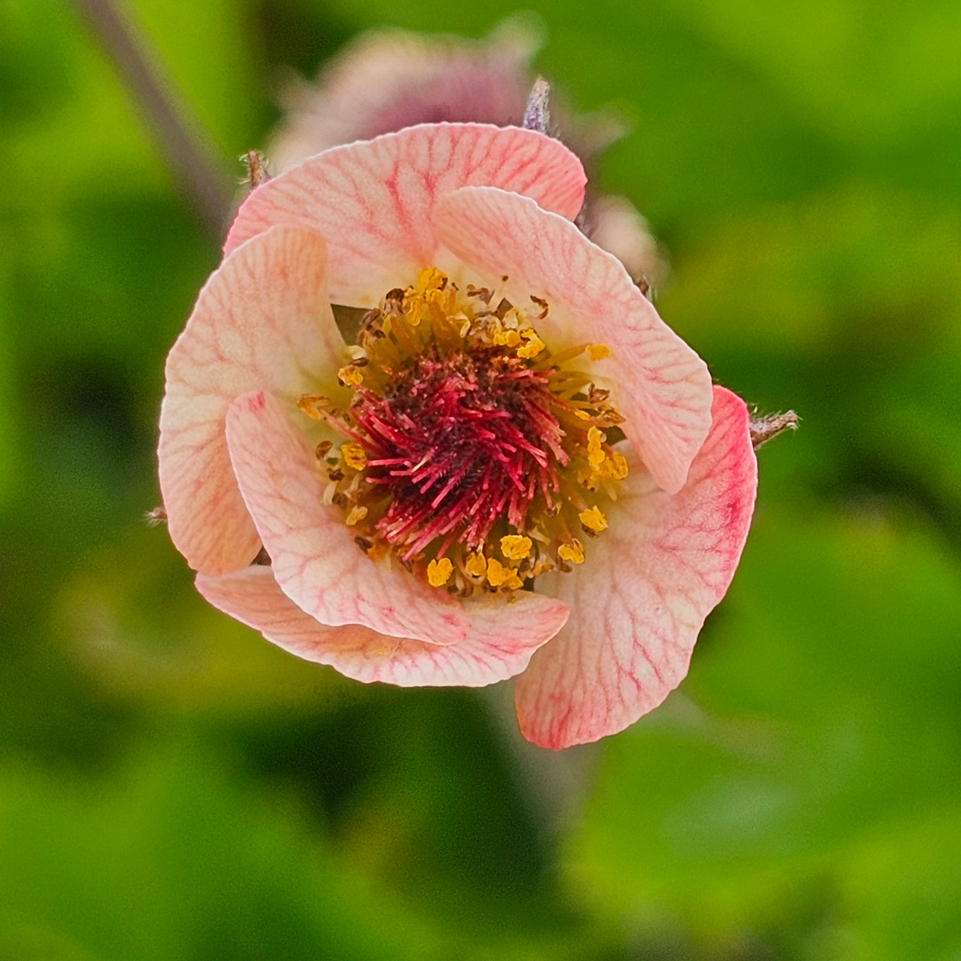 Geum rivale | Peach