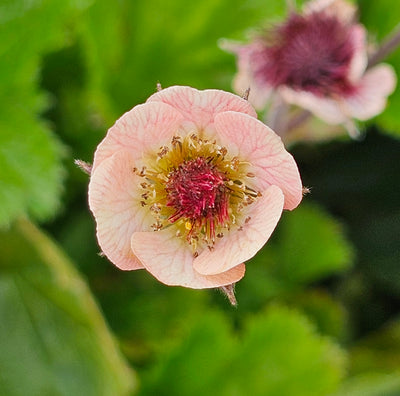 Geum rivale | Peach