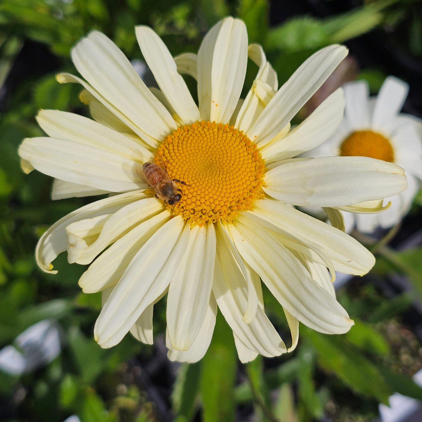 Leucanthemum x superbum sonnenshein | Sunshine