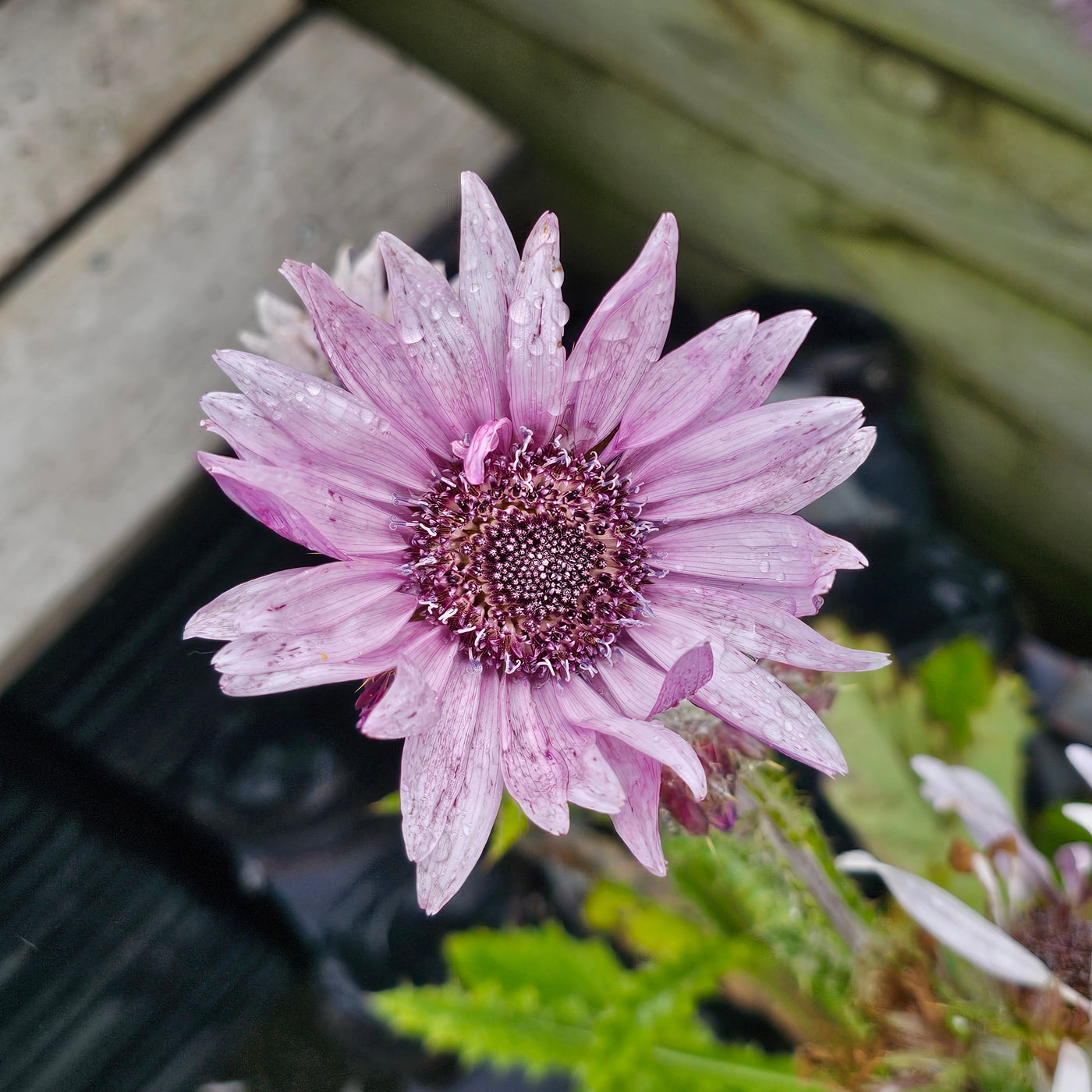 Berkheya purpurea
