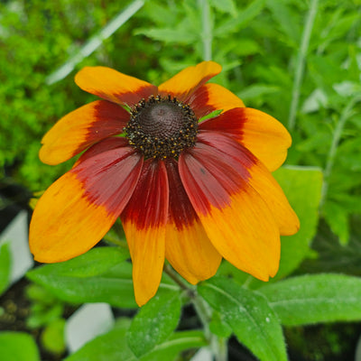 Rudbeckia hirta | Autumn Tones
