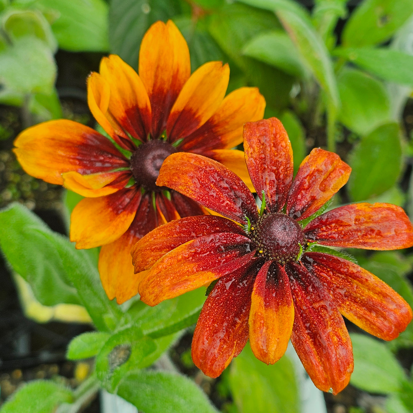 Rudbeckia hirta | Autumn Tones