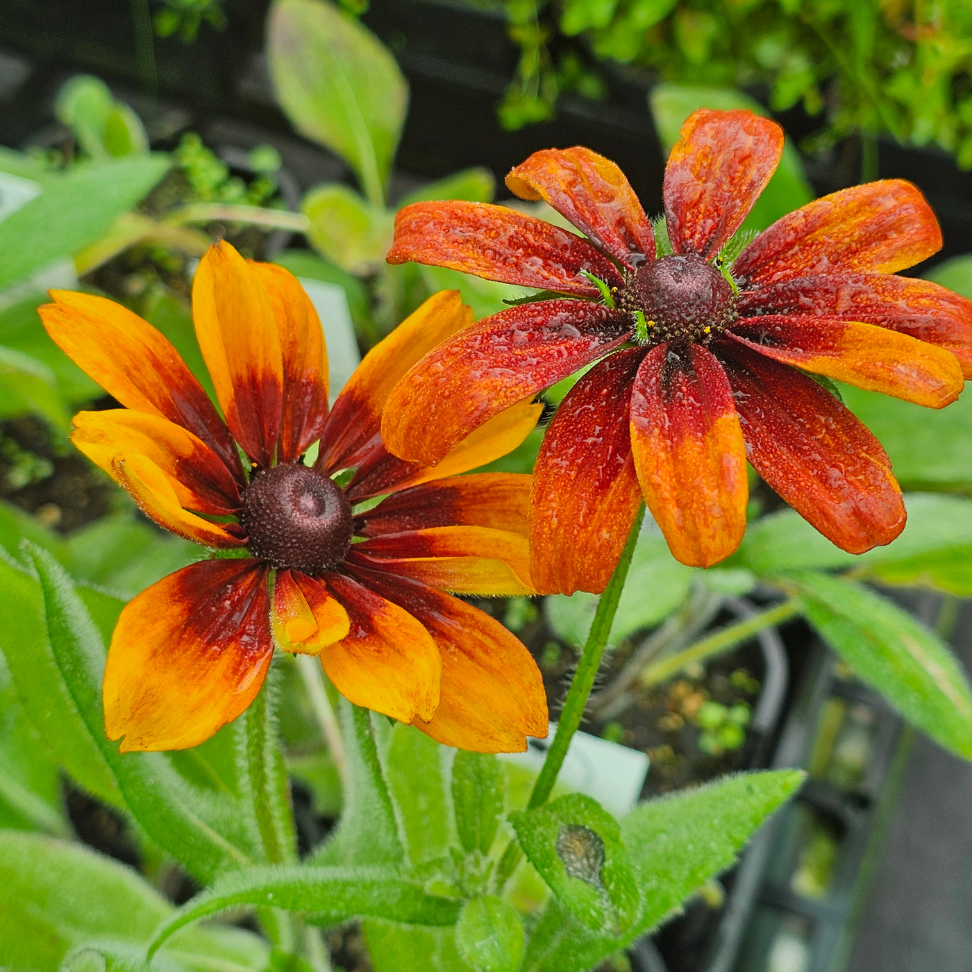 Rudbeckia hirta | Autumn Tones