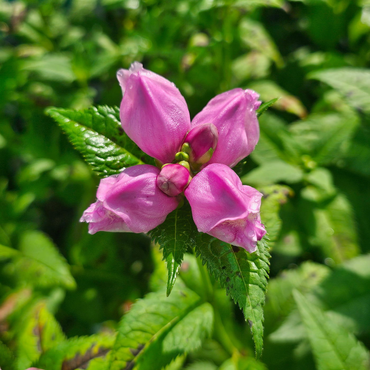 Chelone obliqua | Turtlehead