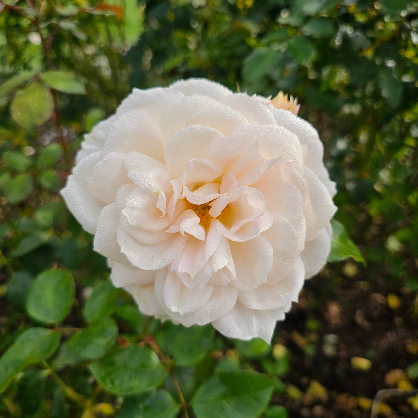 Rose Pruning Workshop