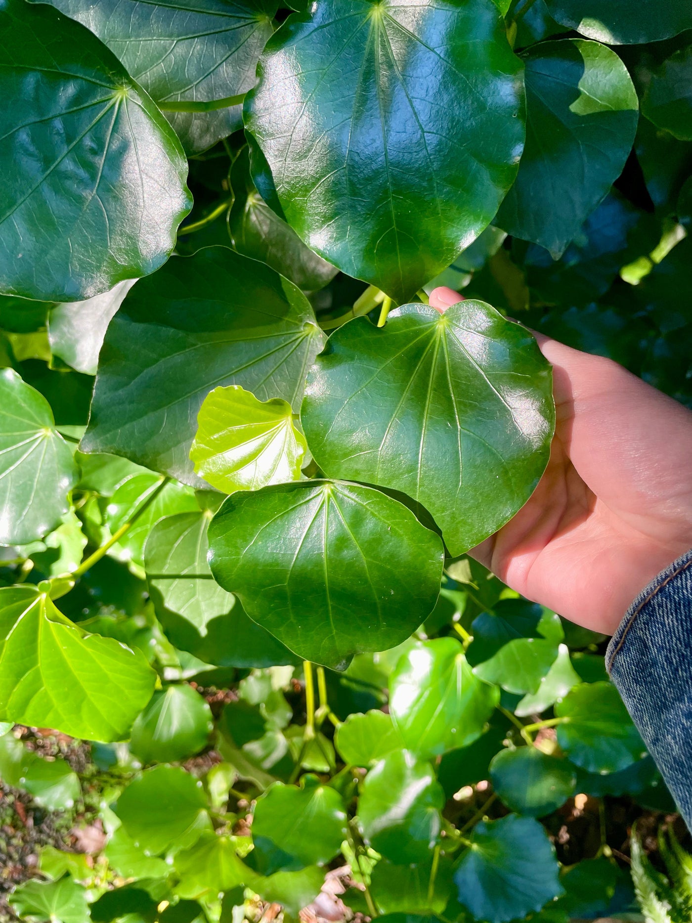 Kawakawa Educational Nature Box | Tree Children