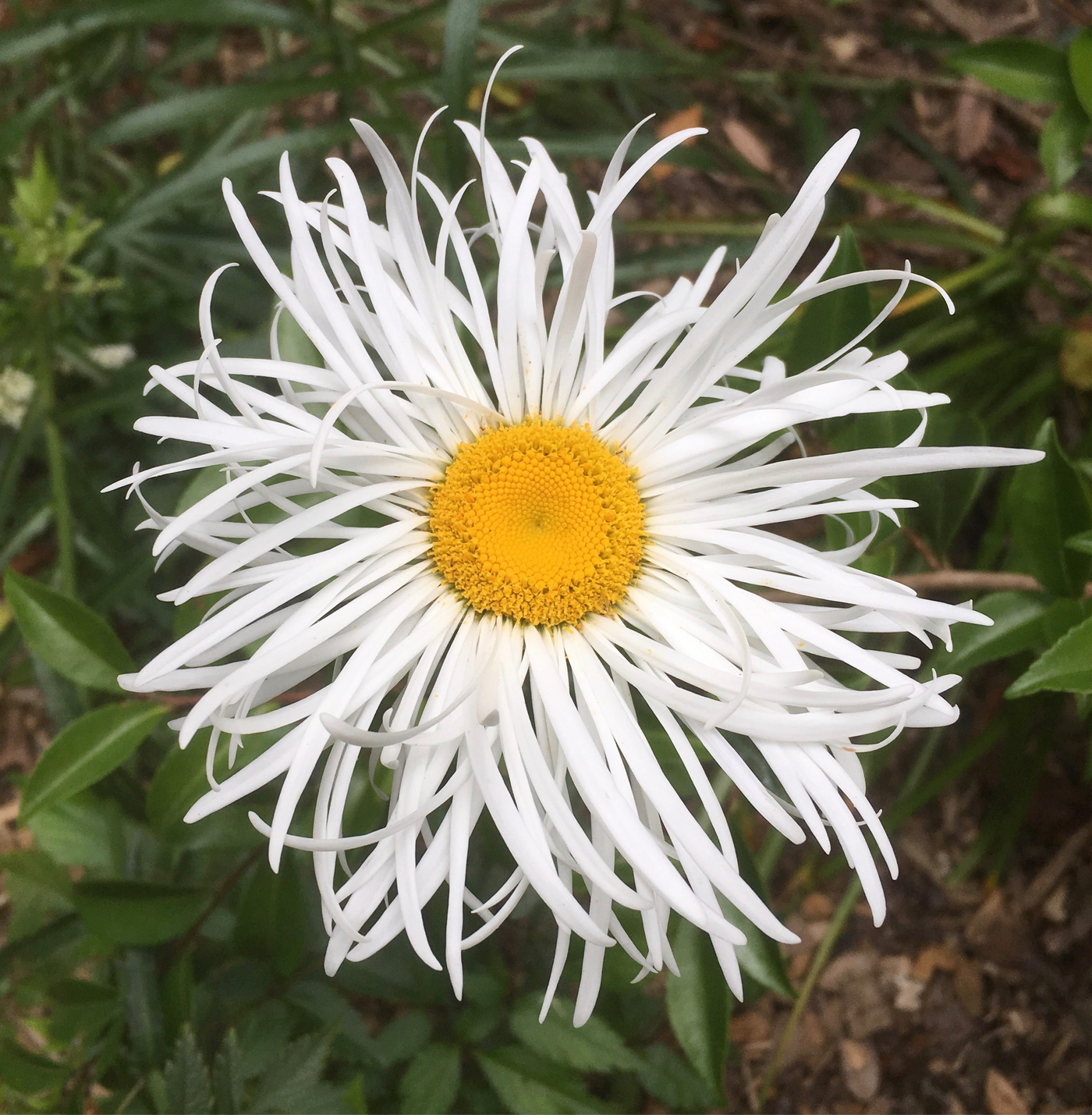 Leucanthemum x superbum | Shapcott Ruffles