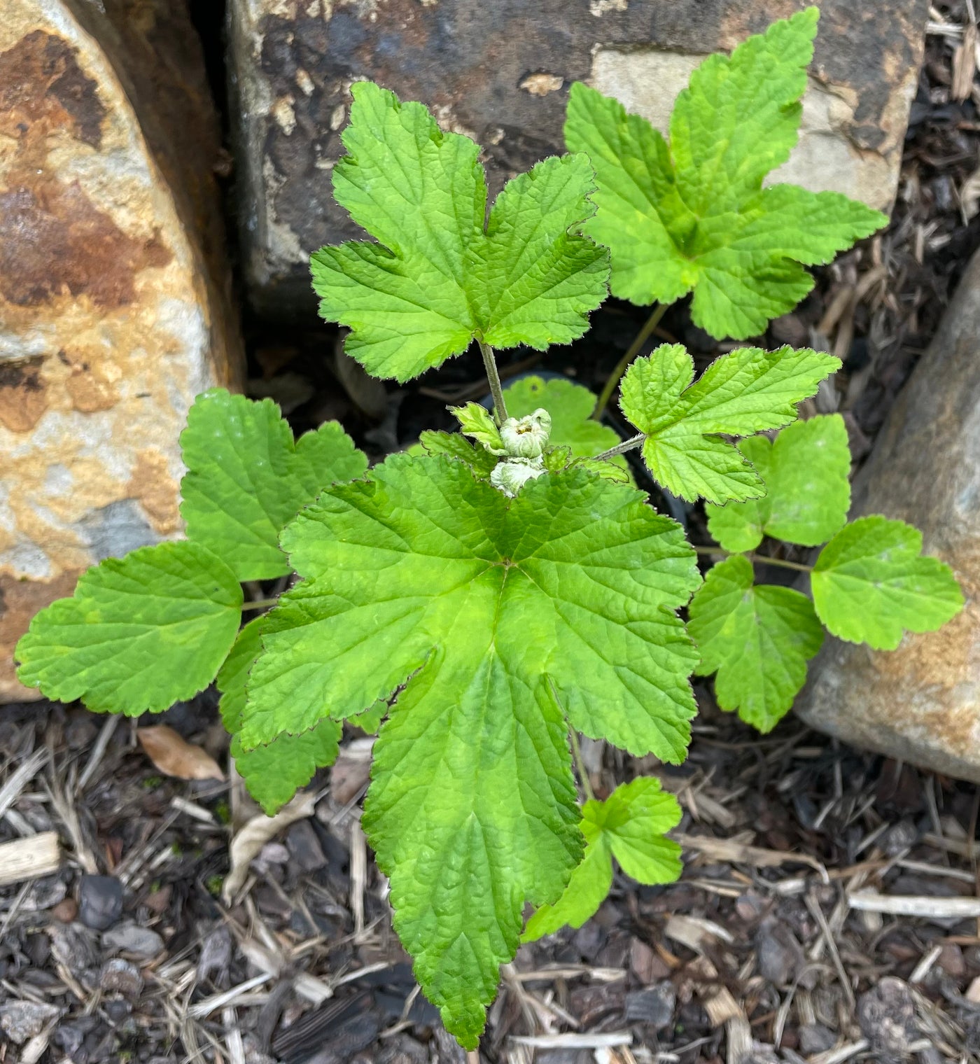 Anemone japonica | Double White