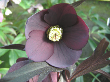 Helleborus x hybridus | Single Hybrid | Dark