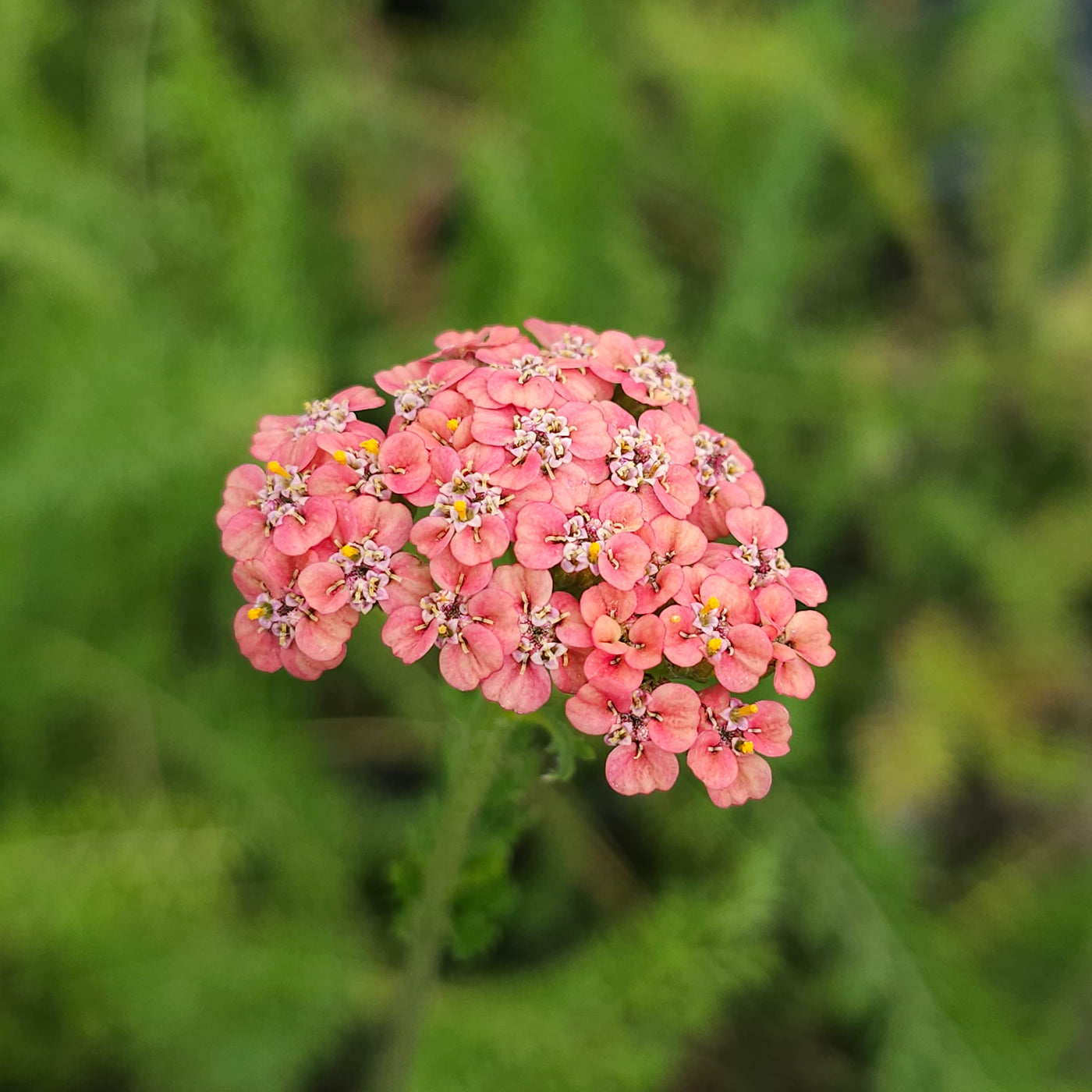 Achillea millefolium | Autumn Sunrise