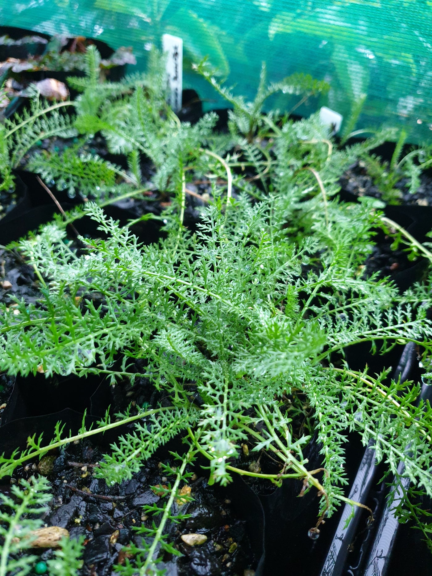 Achillea millefolium | Autumn Sunrise