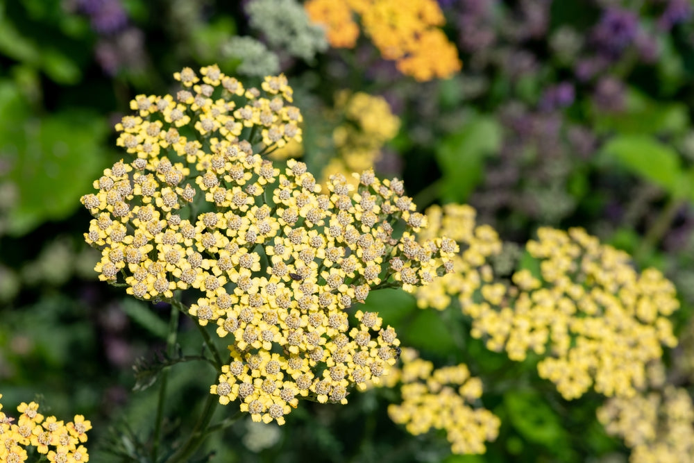 Achillea millefolium | Hella Glashoff