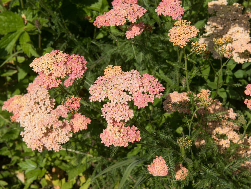Achillea millefolium | Salmon Beauty