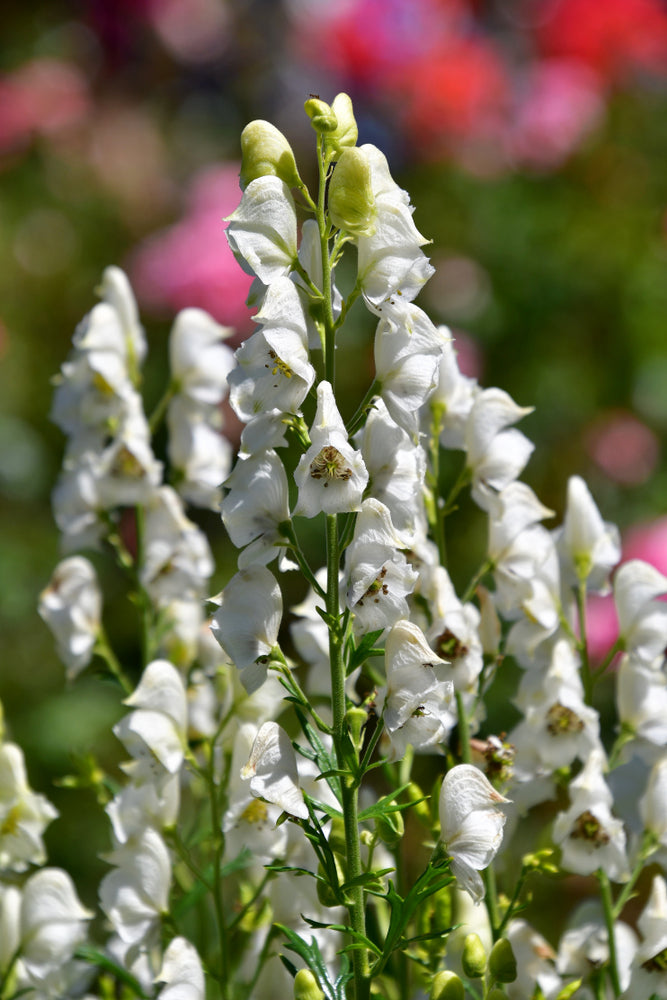 Aconitum napellus | Albus | White Monks Hood | Wolfsbane