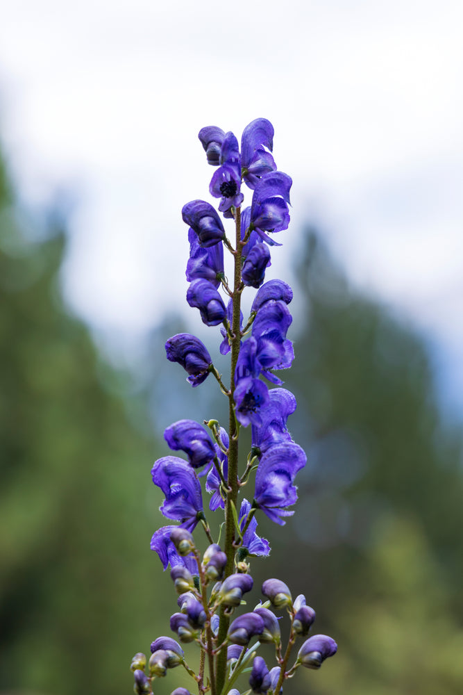 Aconitum napellus | Monks Hood | Wolfsbane