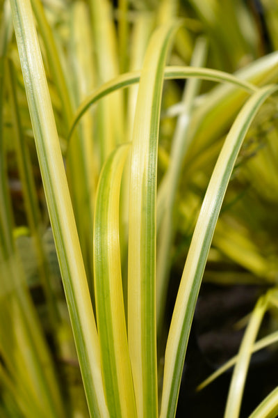 Acorus gramineus | Albo variegata | Sweet Flag