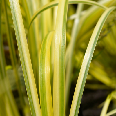 Acorus gramineus | Albo variegata | Sweet Flag