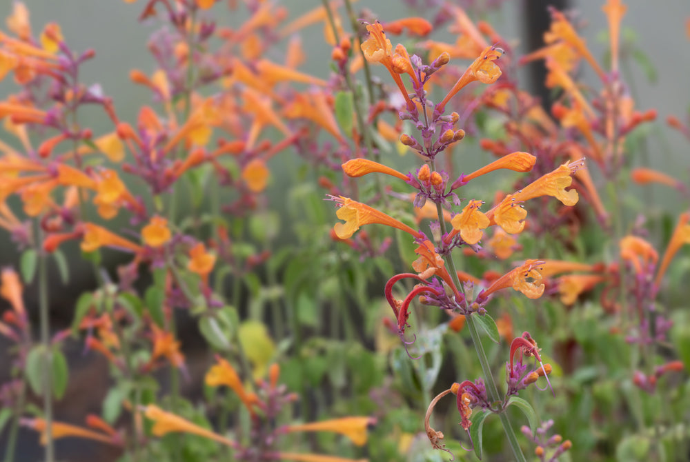 Agastache aurantiaca | Apricot Sprite