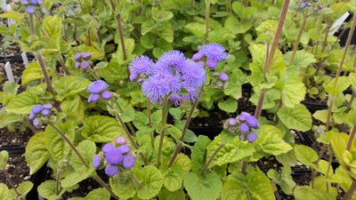 Ageratum houstonianum | Blue