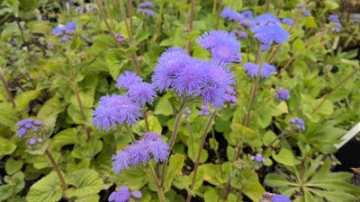 Ageratum houstonianum | Blue