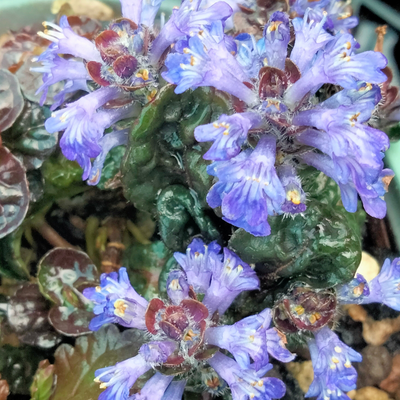 Ajuga reptans | Black Scallop
