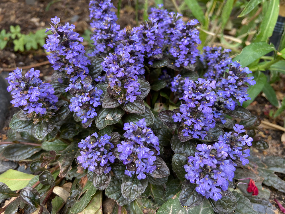 Ajuga reptans | Blue