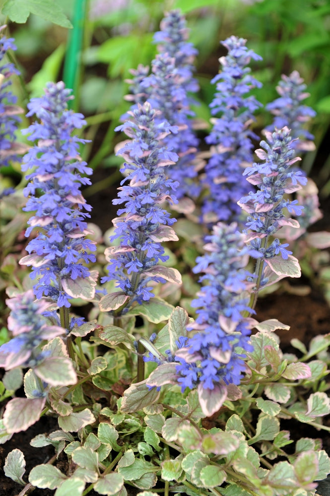 Ajuga reptans variegata