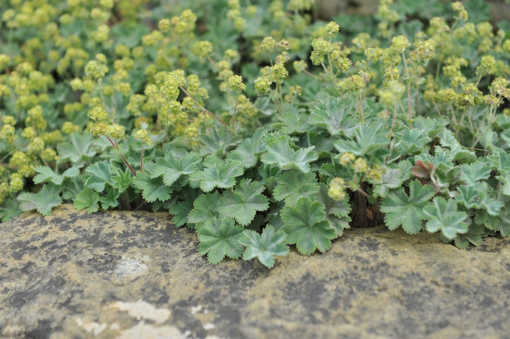 Alchemilla erythropoda | Dwarf Lady's Mantle