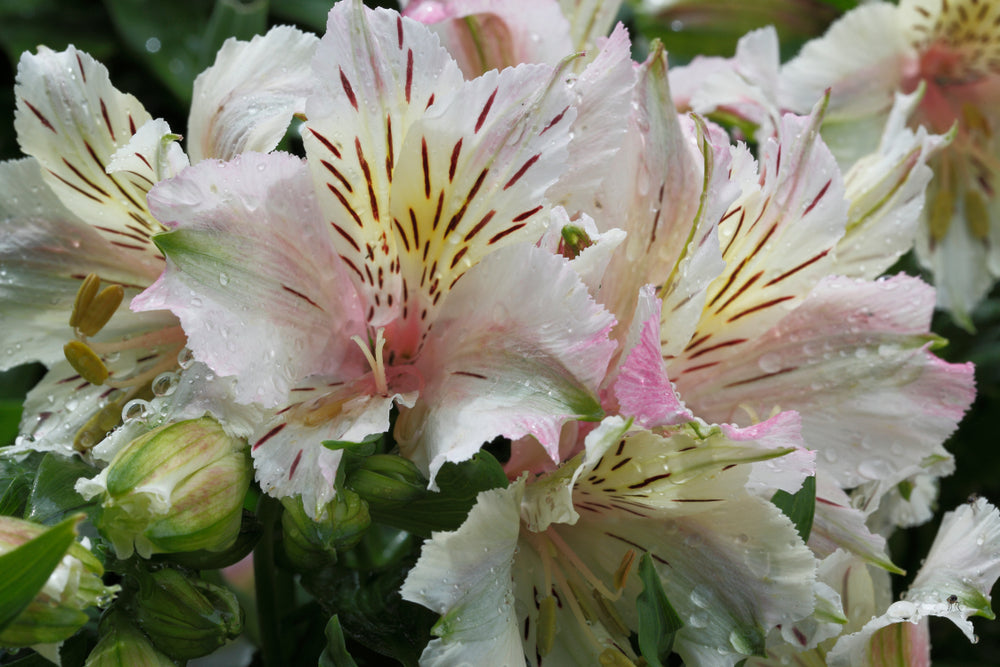 Alstroemeria | White Buttons