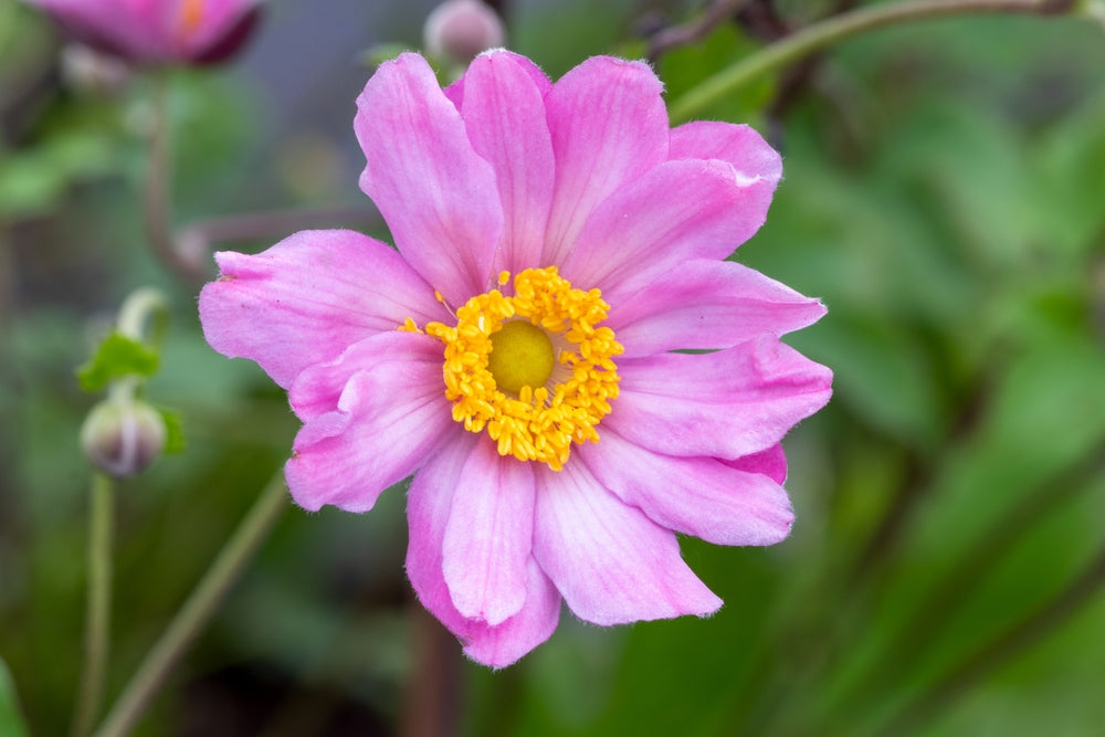 Anemone hupehensis var. japonica | Pamina