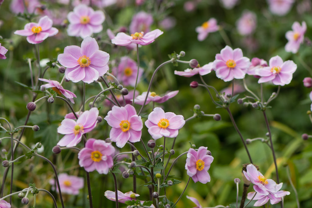 Anemone japonica | Pink | Japanese Anemone | Windflower