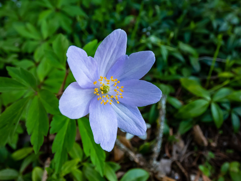 Anemone nemorosa | Allenii | Pale Blue | Wood Anemone | Windflower