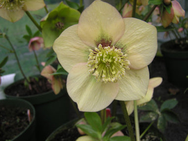 Helleborus x hybridus | Single Hybrid | Apricot