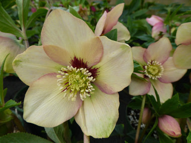 Helleborus x hybridus | Single Hybrid | Apricot