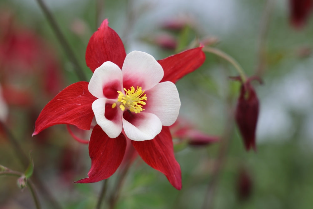 Aquilegia caerulea | Crimson Star | Granny's Bonnet | Columbine