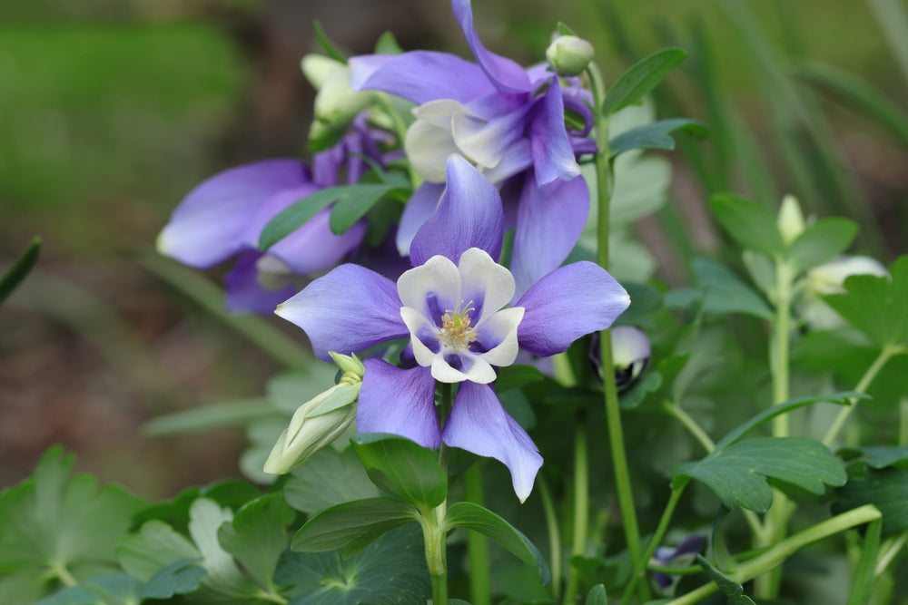 Aquilegia caerulea | Crystal Star Blue
