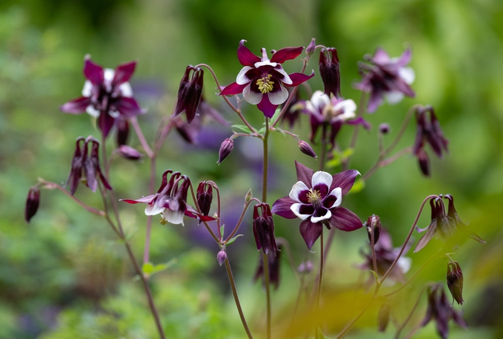 Aquilegia vulgaris | William Guinness | Granny's Bonnet | Columbine