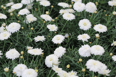 Argyranthemum | Purity | Federation Daisy