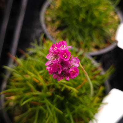 Armeria maritima | Bees Ruby