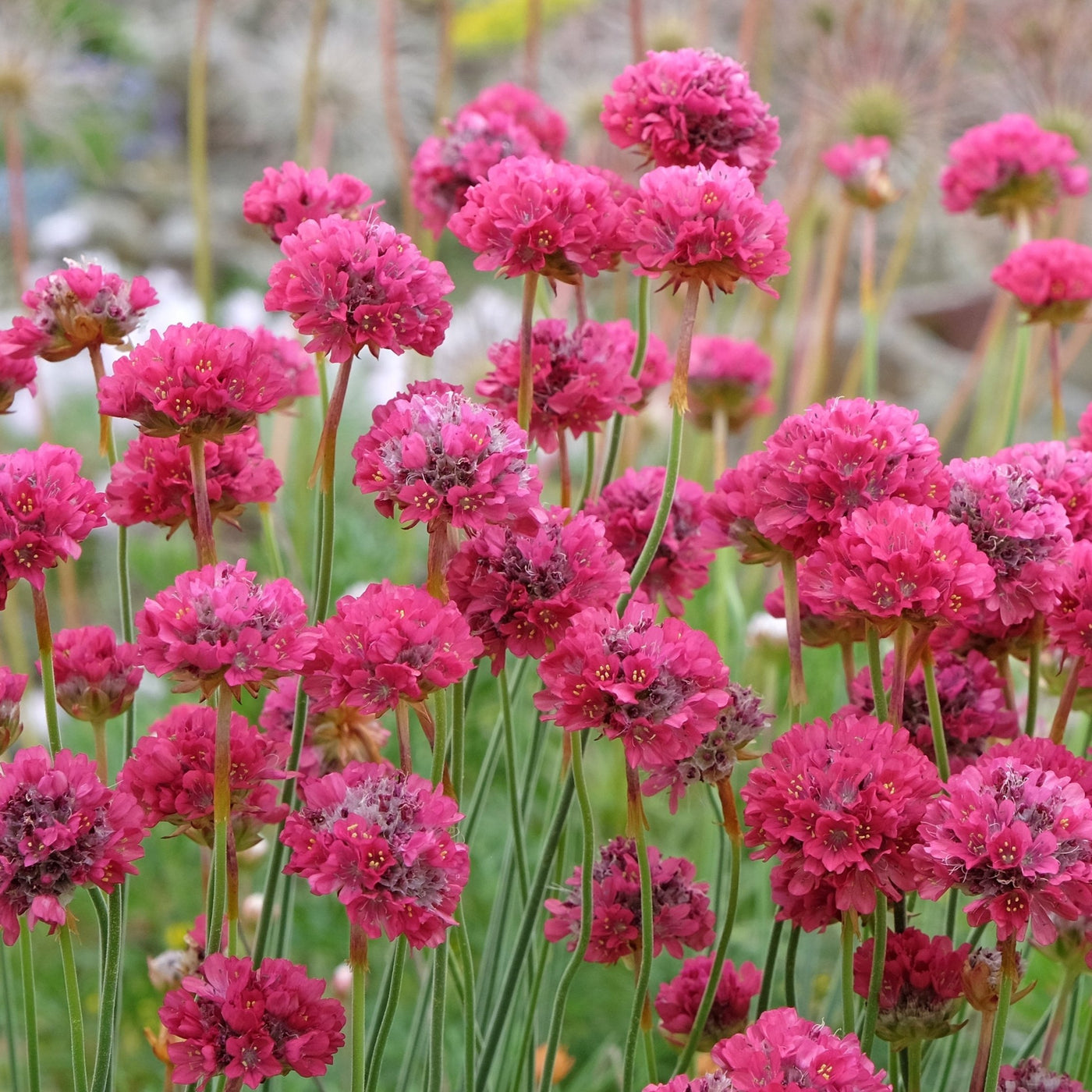 Armeria maritima | Bees Ruby