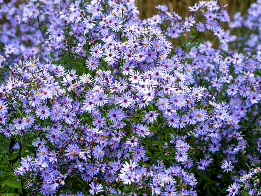 Aster cordifolius hybrid | Little Carlow