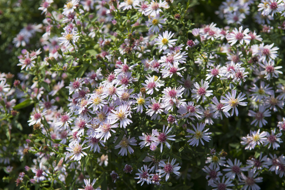 Aster lateriflorus | Coombe Fishacre | Michaelmas Daisy | Award of Garden Merit