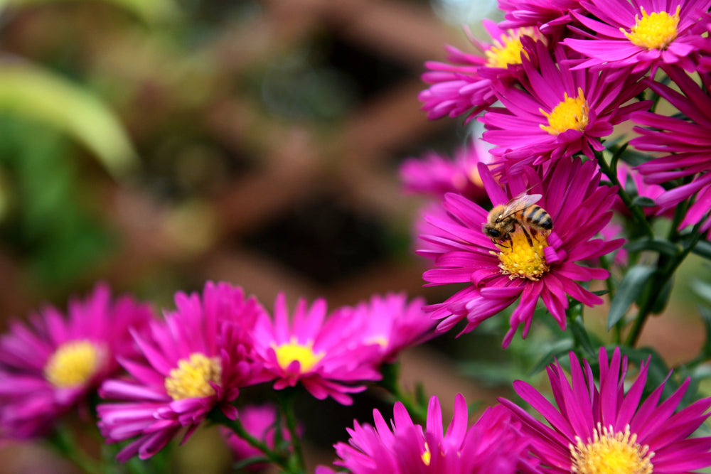 Aster novi-belgii | Helen Ballard | Michaelmas Daisy