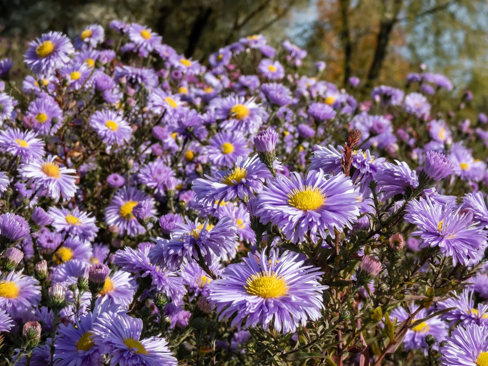 Aster novi-belgii | Plenty | Michaelmas Daisy