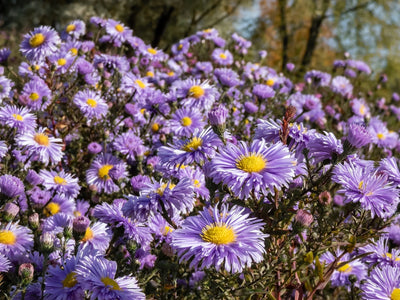 Aster novi-belgii | Plenty | Michaelmas Daisy