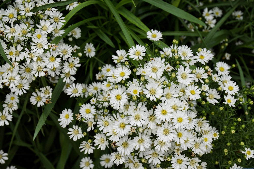 Aster novi-belgii | Snow Queen | Michaelmas Daisy