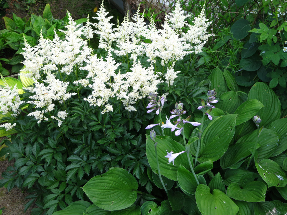 Astilbe arendsii | Bridal Veil