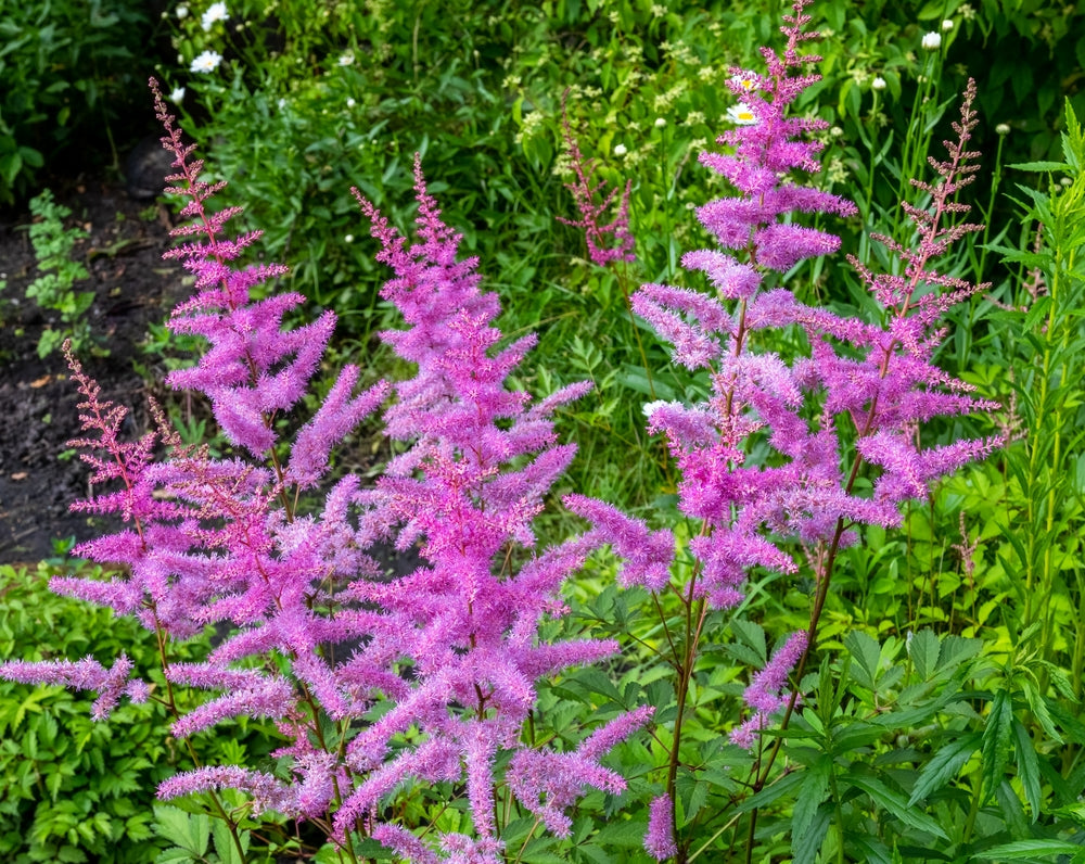 Astilbe x arendsii | Cattleya
