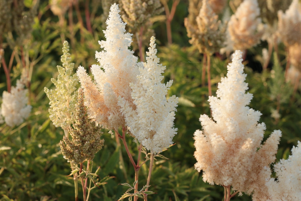 Astilbe x arendsii | White Gloria